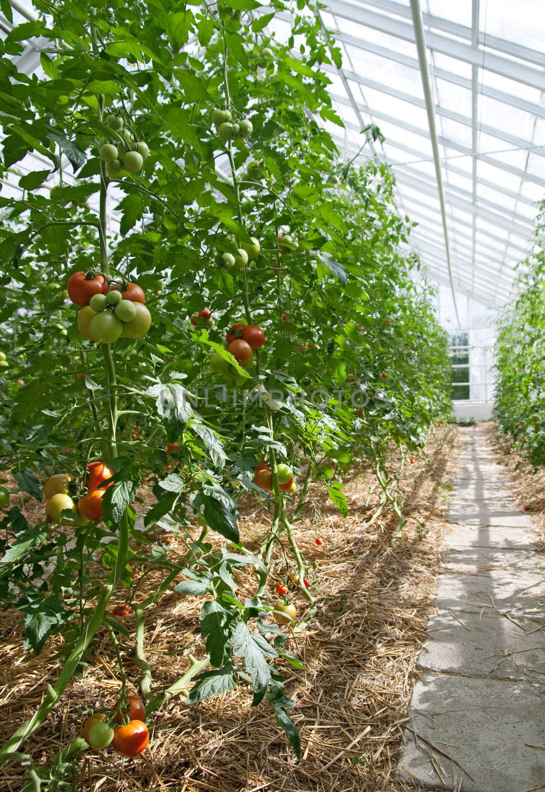 Tomatoes growing in a greenhouse full of sunlight.