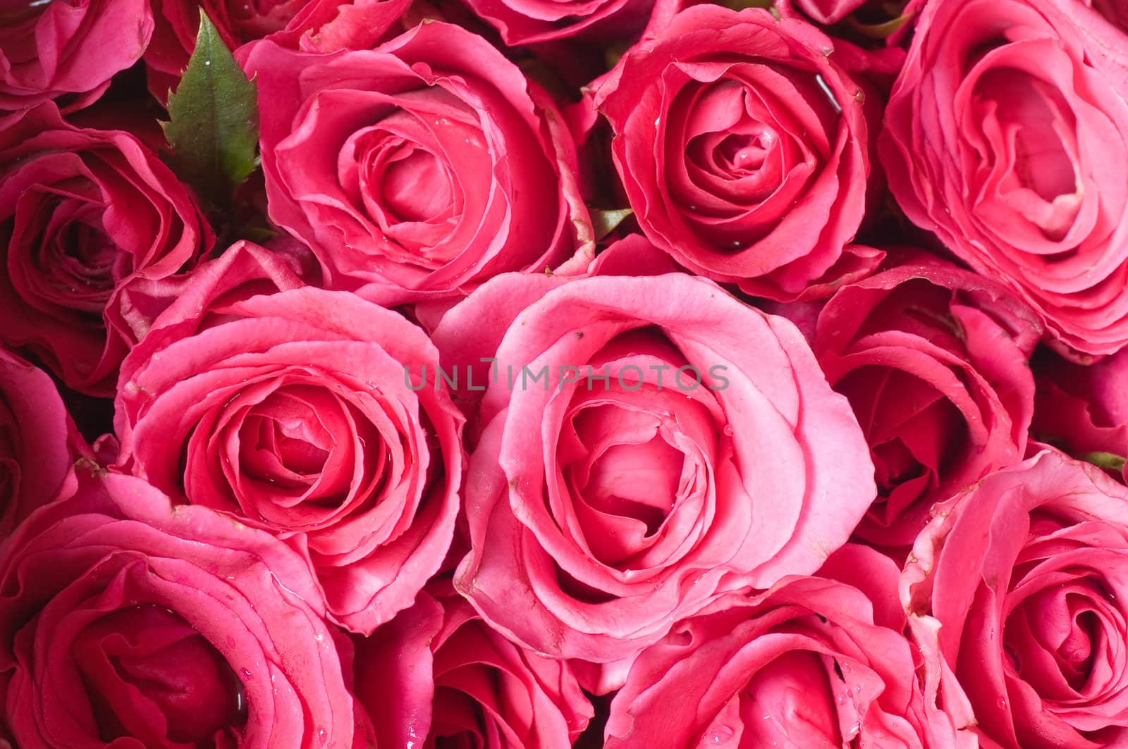 pink rose by hinnamsaisuy