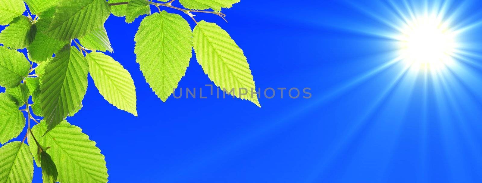 green leaves and blue sky with sun and copyspace