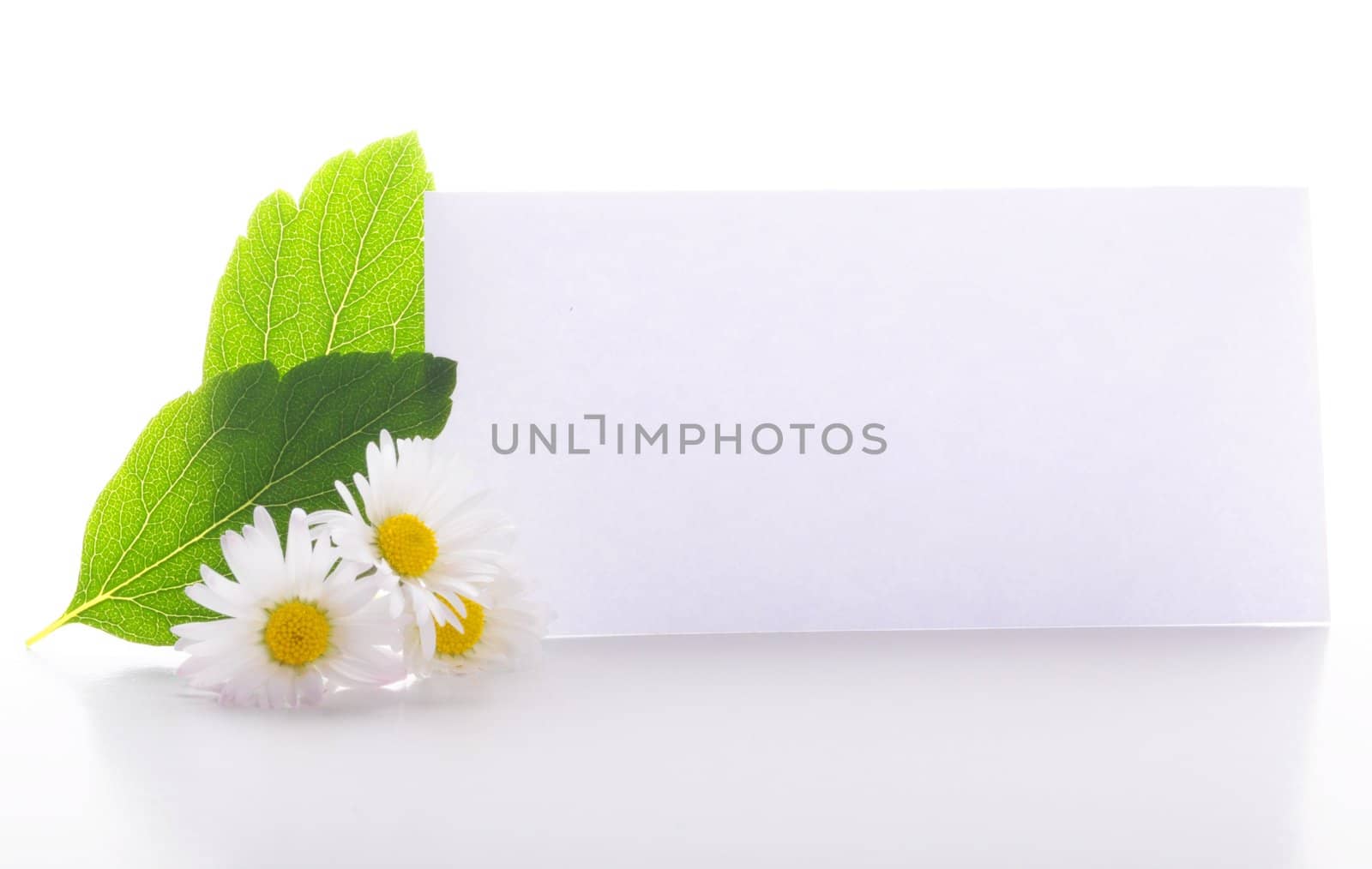 blank paper with copyspace and green leaves