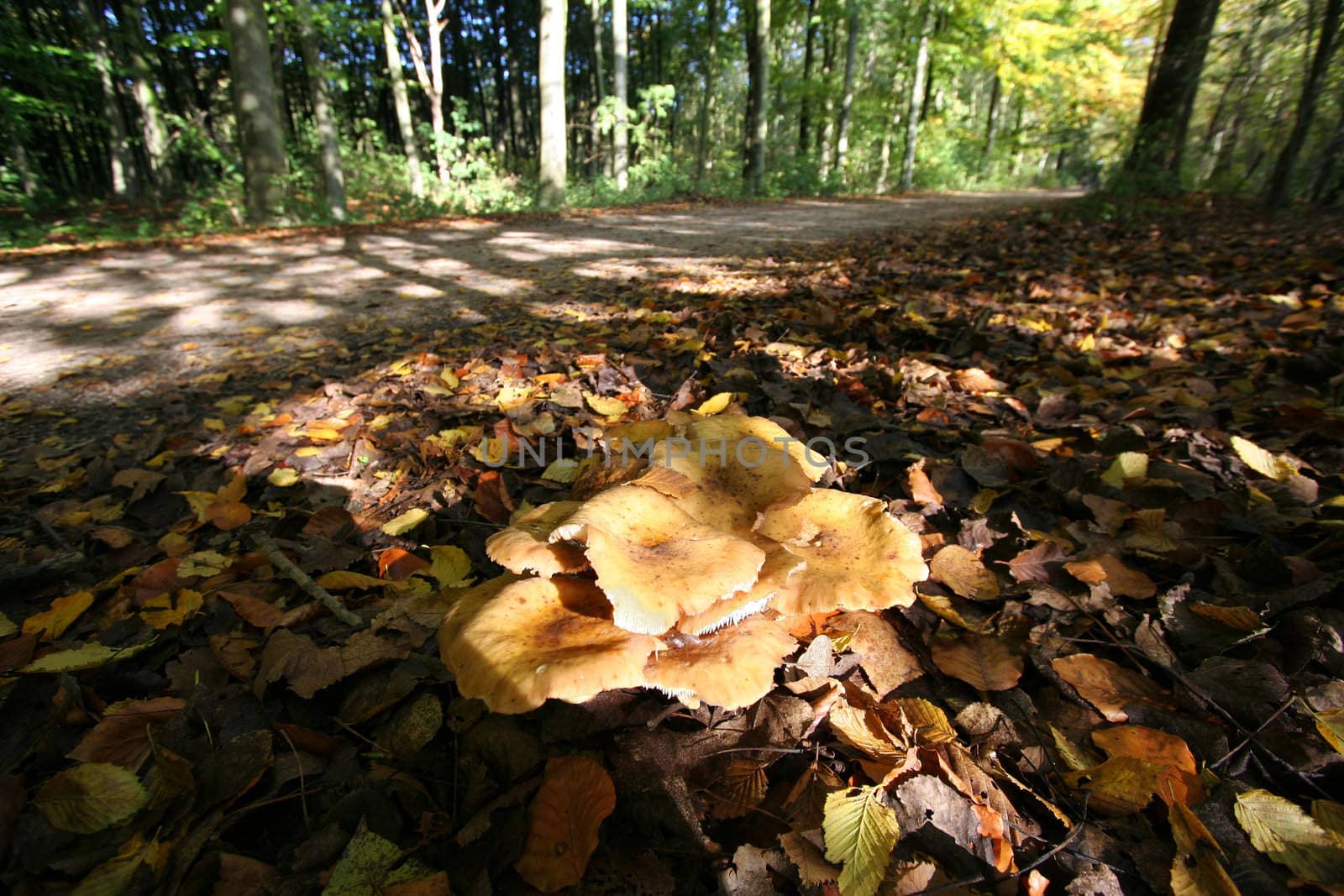 Mushrooms near a footpath through the forest