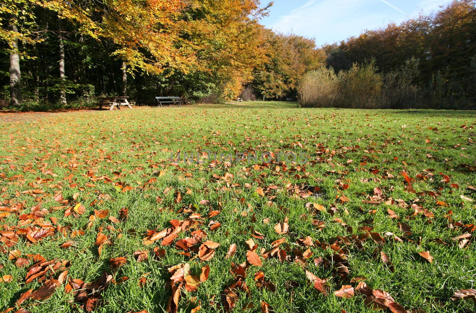 Dead leaves lying in the grass in the park in autumn