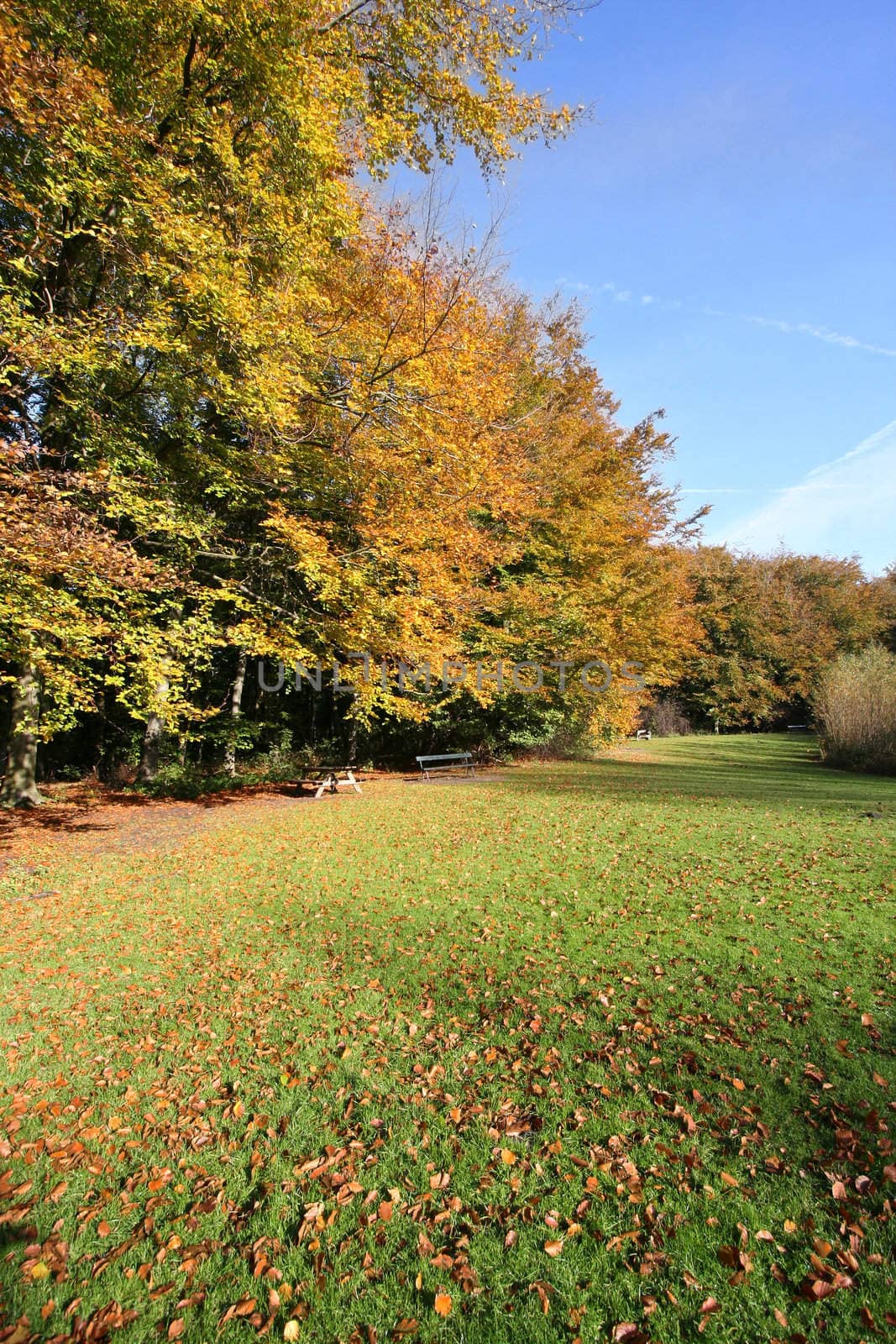 Leaves on the grass in the park in autumn