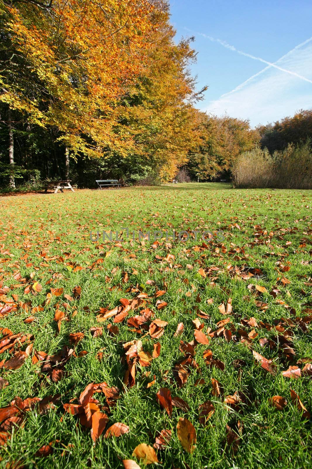 Fallen leaves on the grass in autumn park