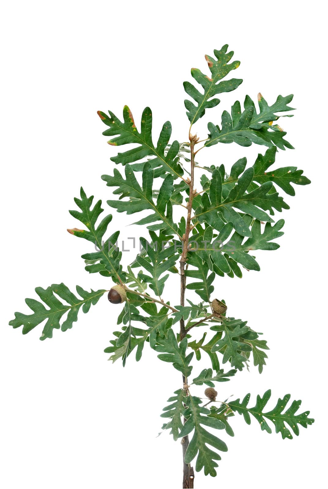 Cork tree brach with green leaves and acorns isolated on white background.