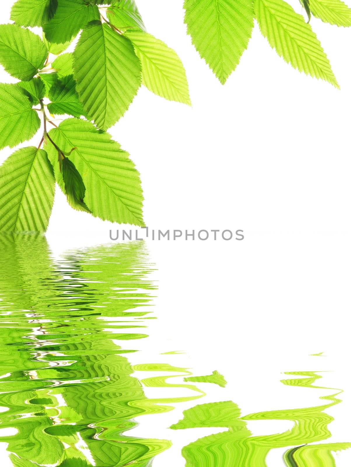 green leave and water surface with copyspace
