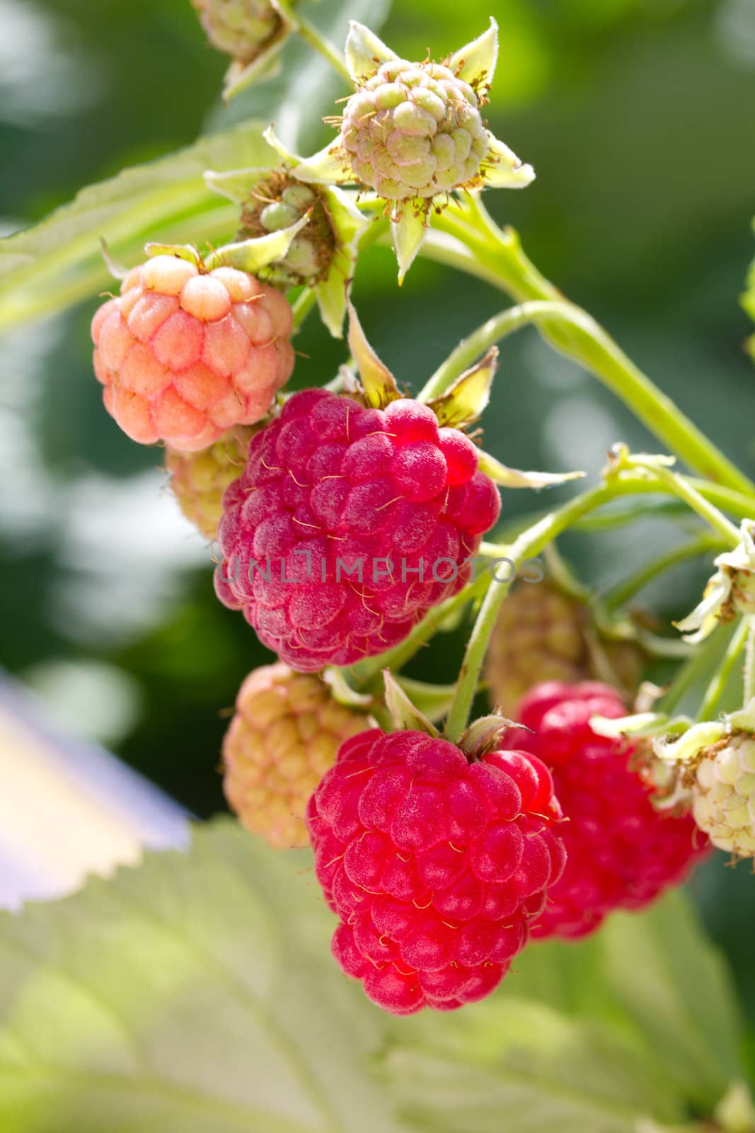 ripe raspberries branch on green grass background