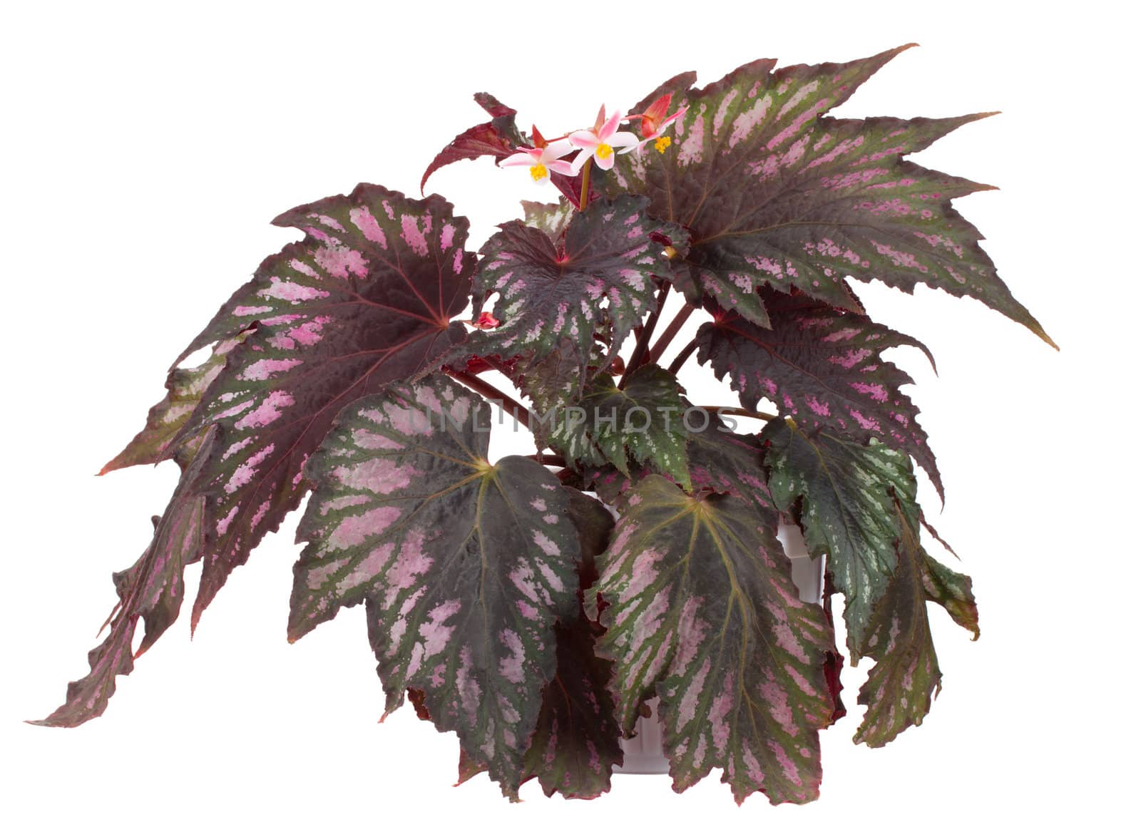 blooming begonia in pot by Alekcey