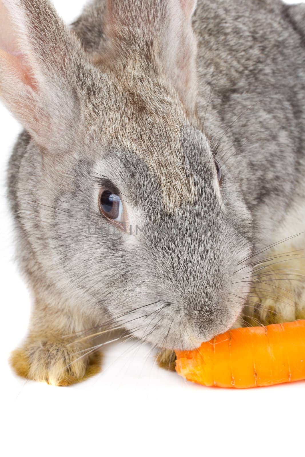 close-up rabbit eating carrot, isolated on white