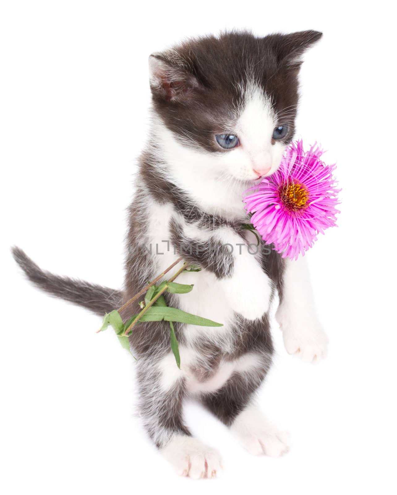 kitten stand and hold flowers, isolated on white