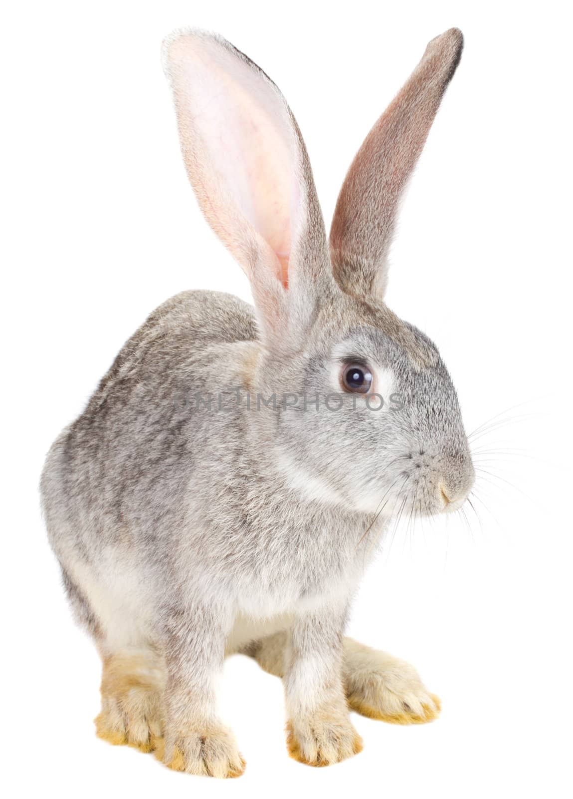 close-up rabbit, isolated on white