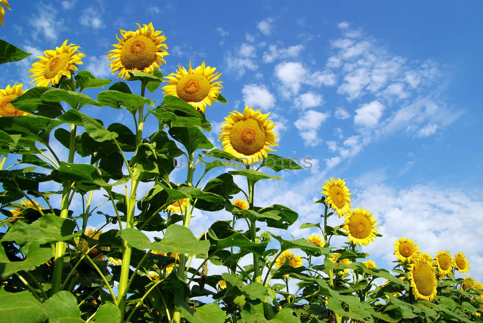 sunflower field over cloudy blue sky