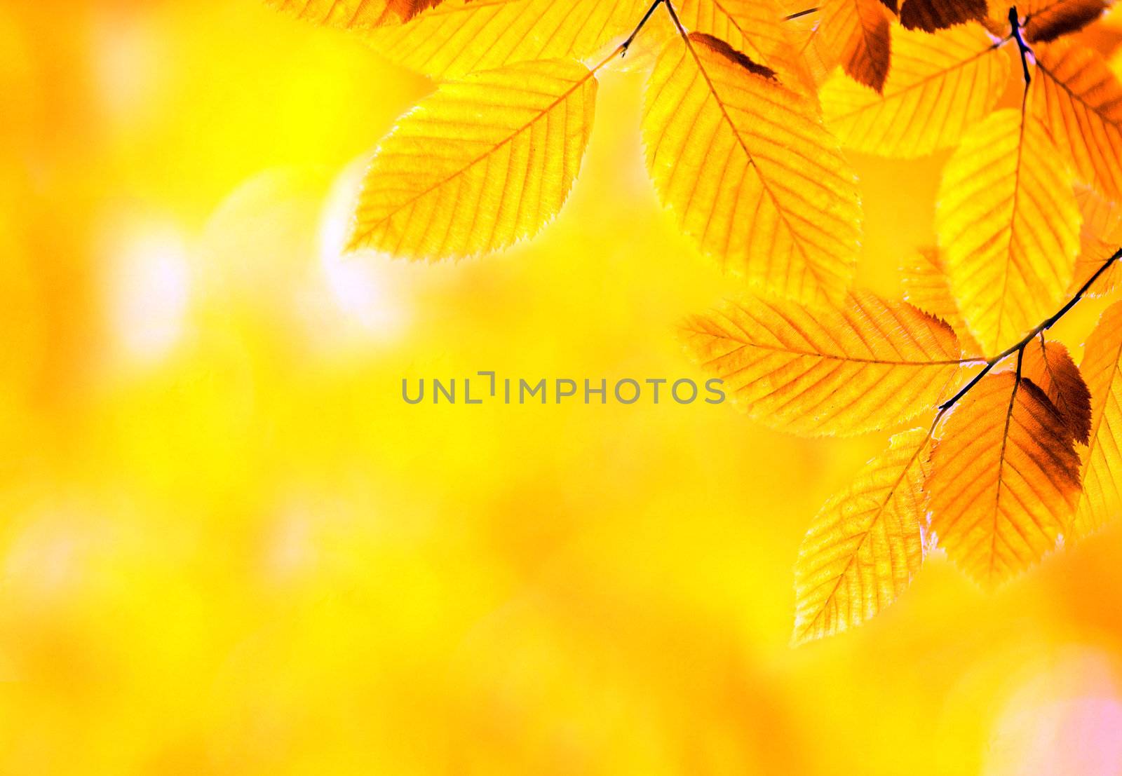 autumn leaves background in sunny day