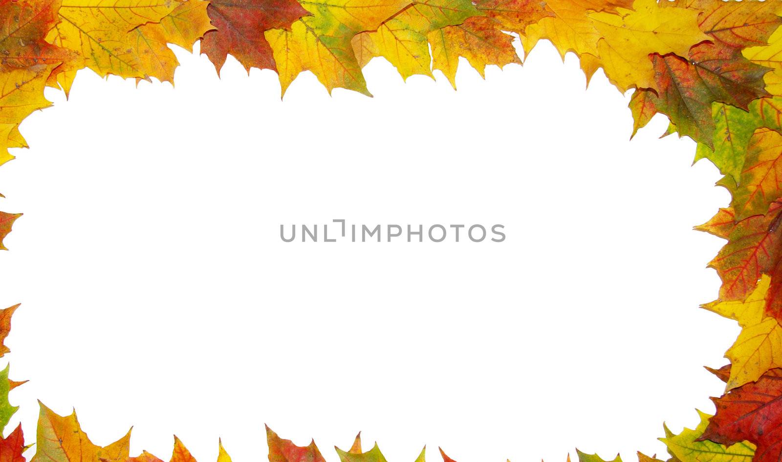 Frame with colored autumn maple leaves - white background