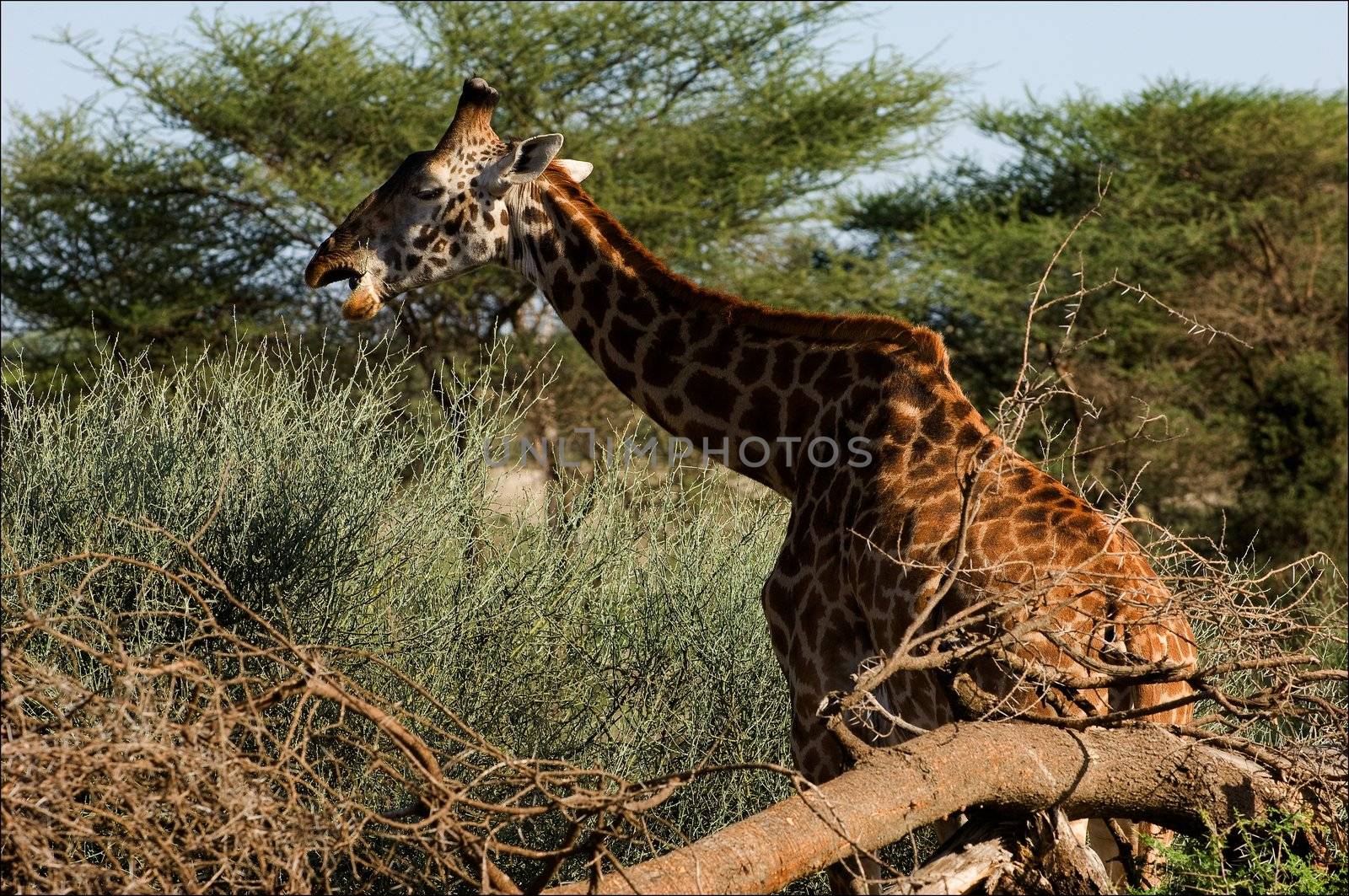 The giraffe eats an acacia. The giraffe in acacia bushes has broken and chews sheet a prickly branch.