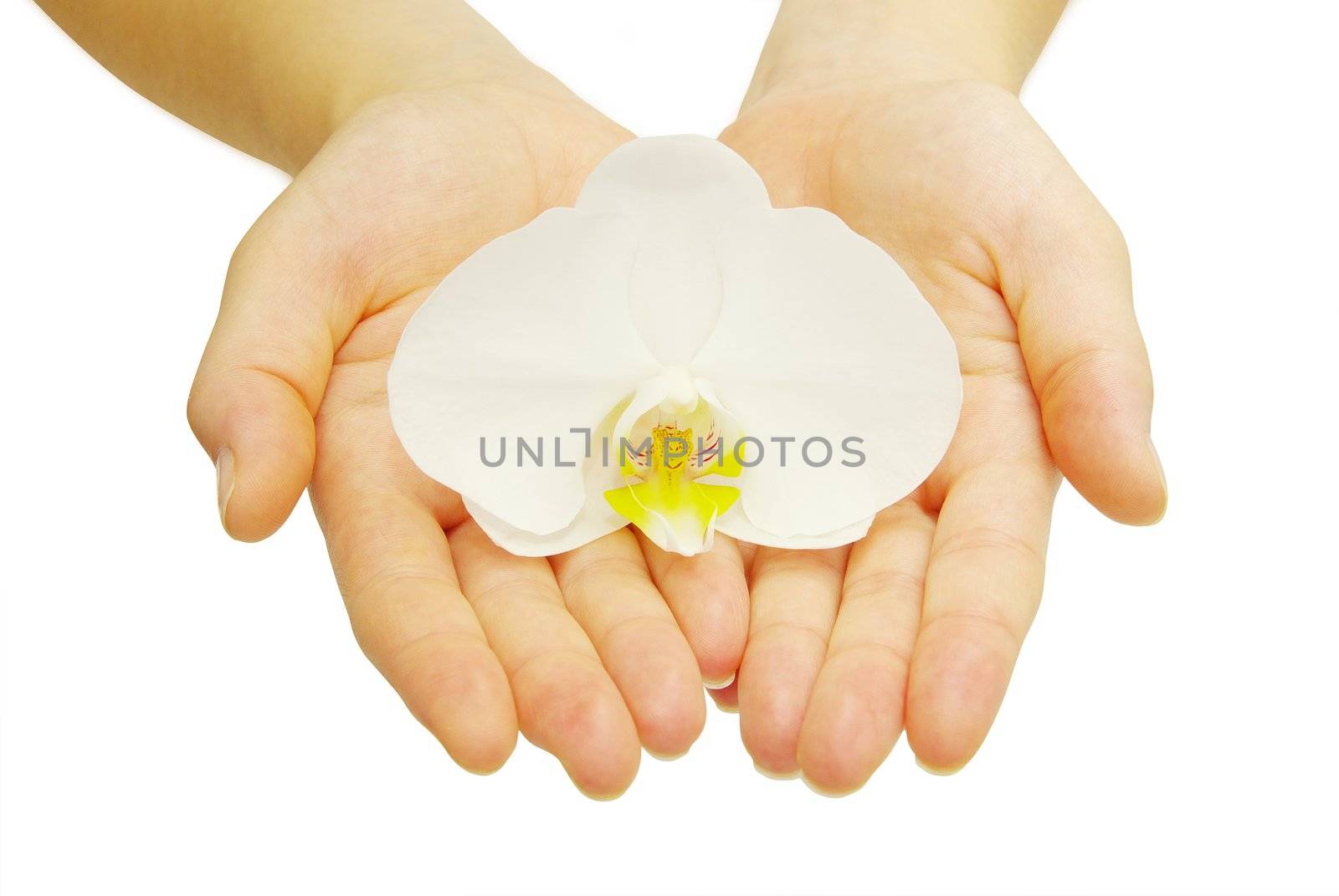 Hands and orchid over isolated white background