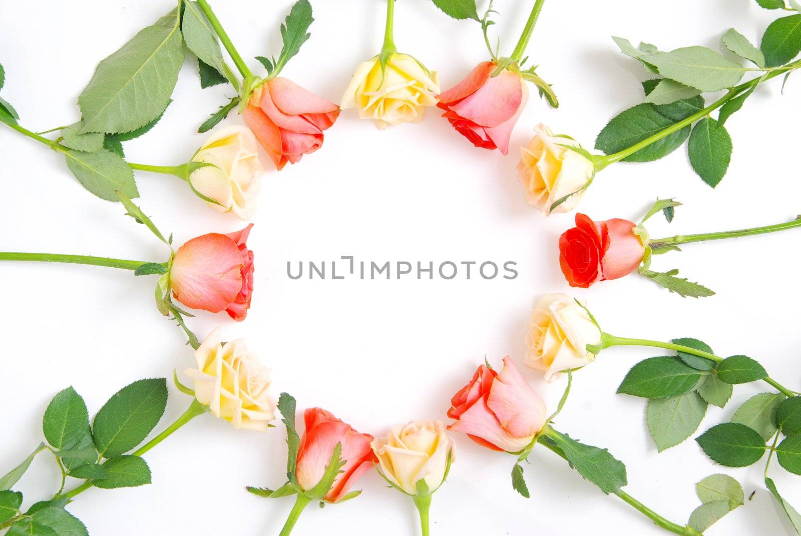 red rose isolated on a white background