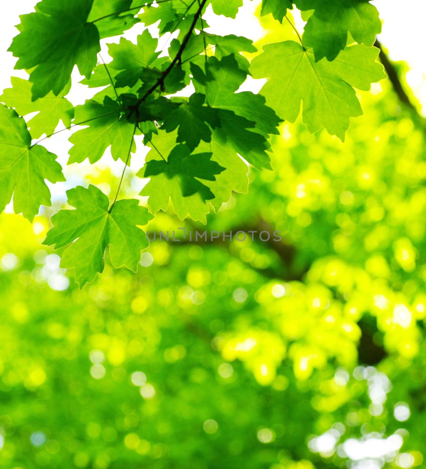 green leaves by Pakhnyushchyy