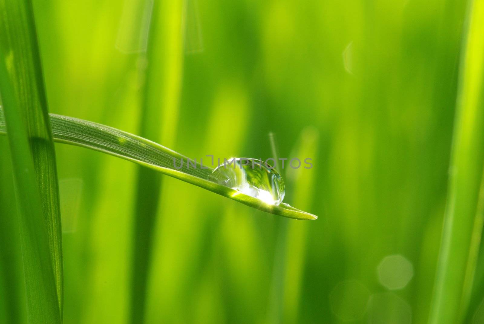 Dew drop on a blade of grass 