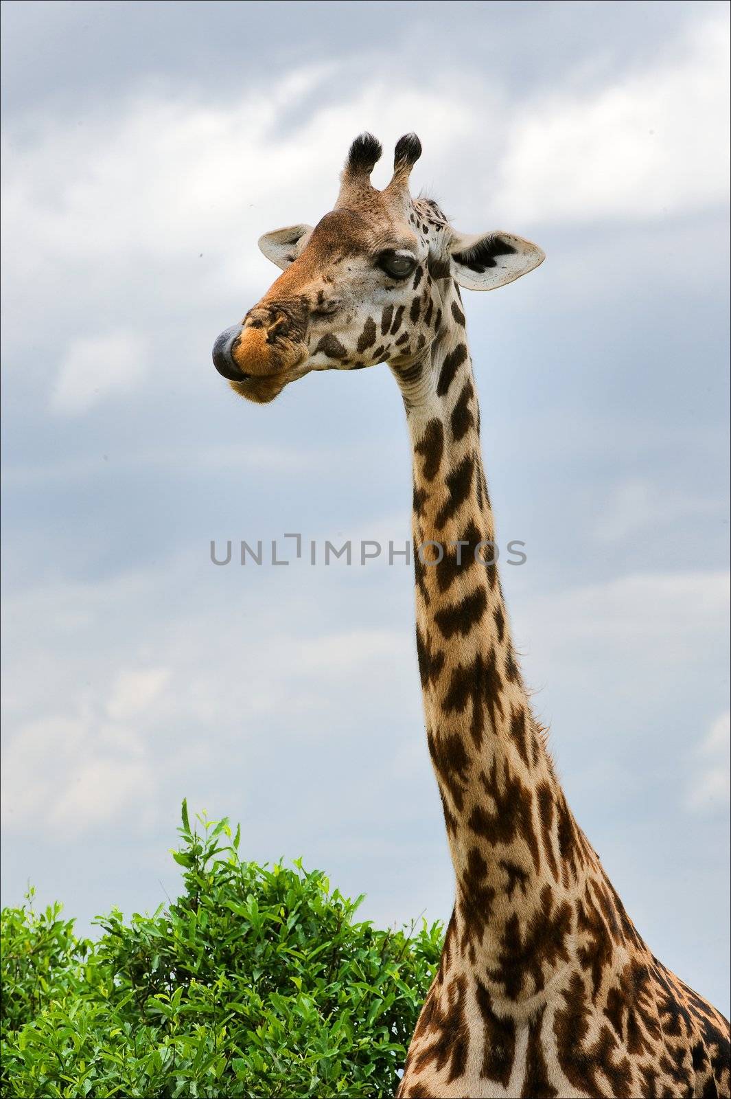 Portrait of a giraffe. A vertical portrait of a licking lips giraffe against the sky.