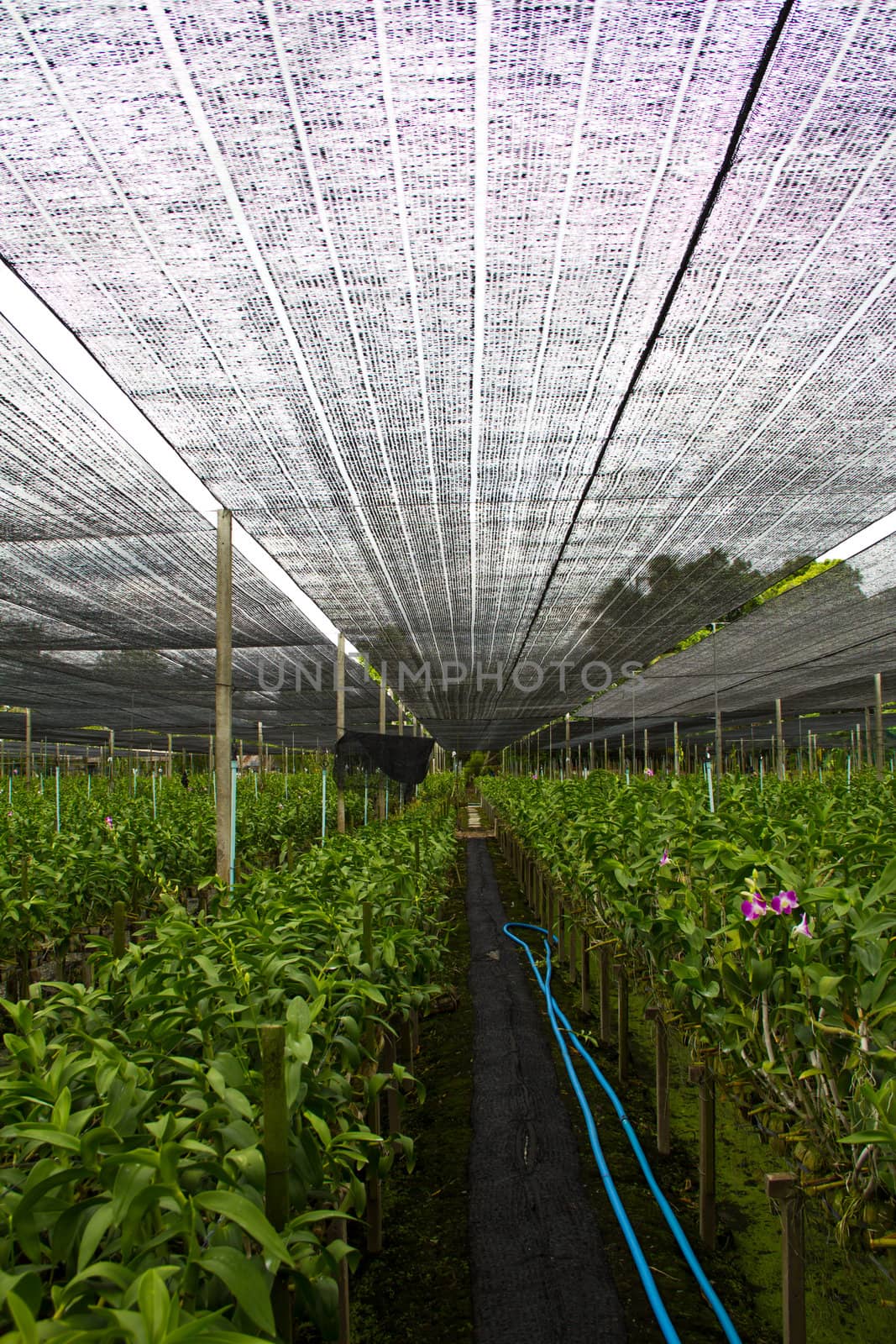 orchid farm by stockjiggo