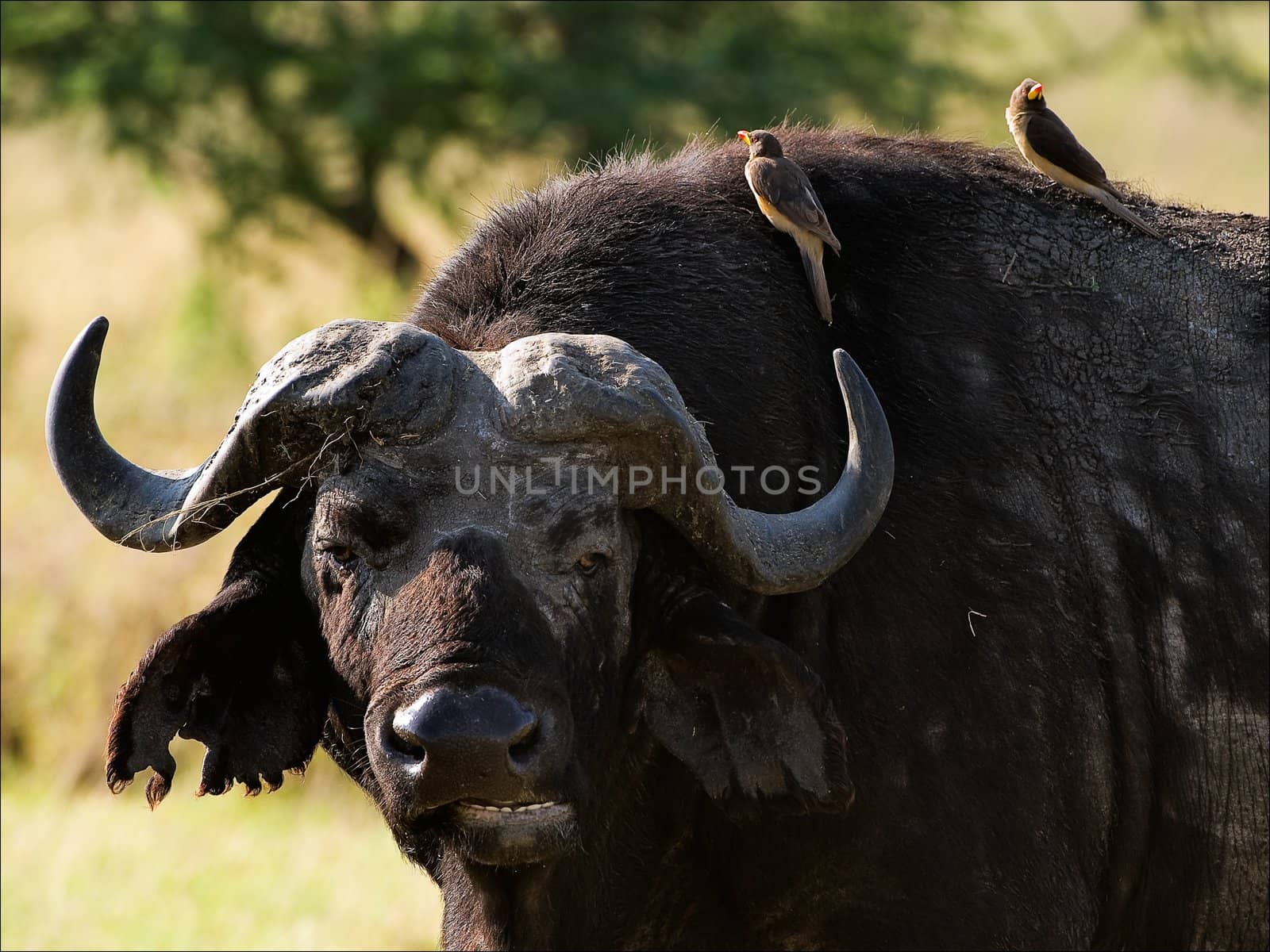 Portrait of a buffalo with a birdie. A portrait of the buffalo chewing a grass with birds at a short distance.