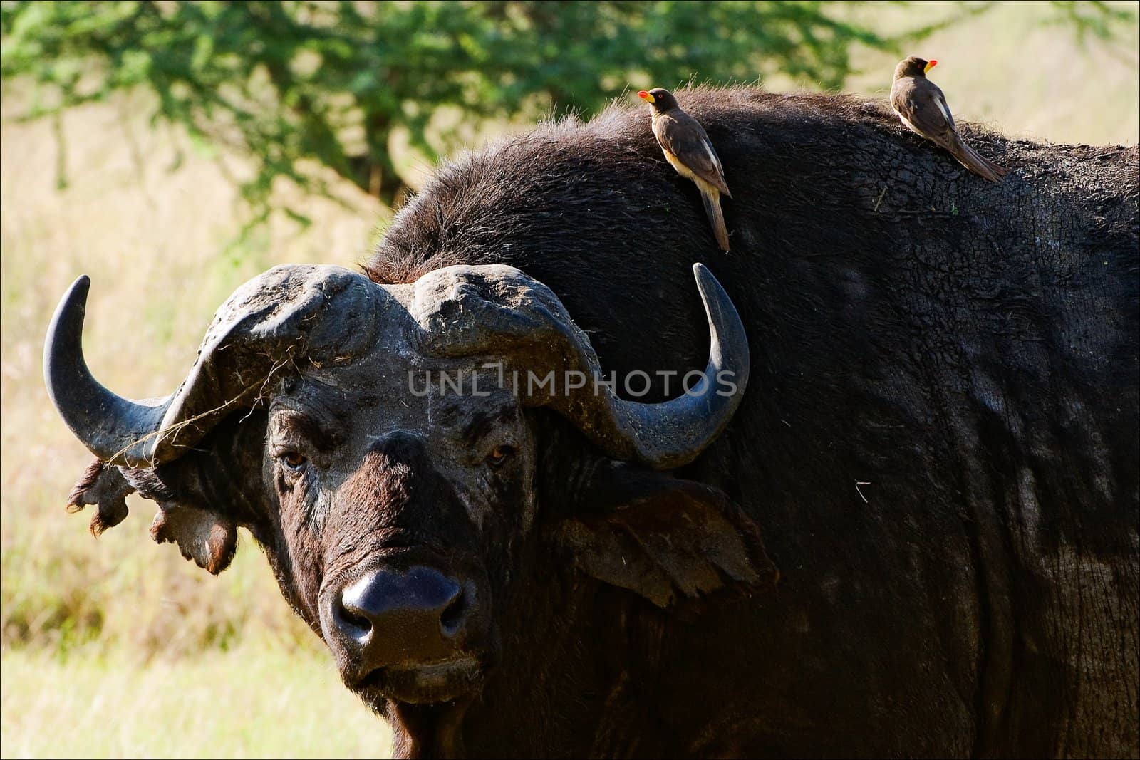 Portrait of a buffalo with a birds. A portrait of the buffalo chewing a grass with birds at a short distance.