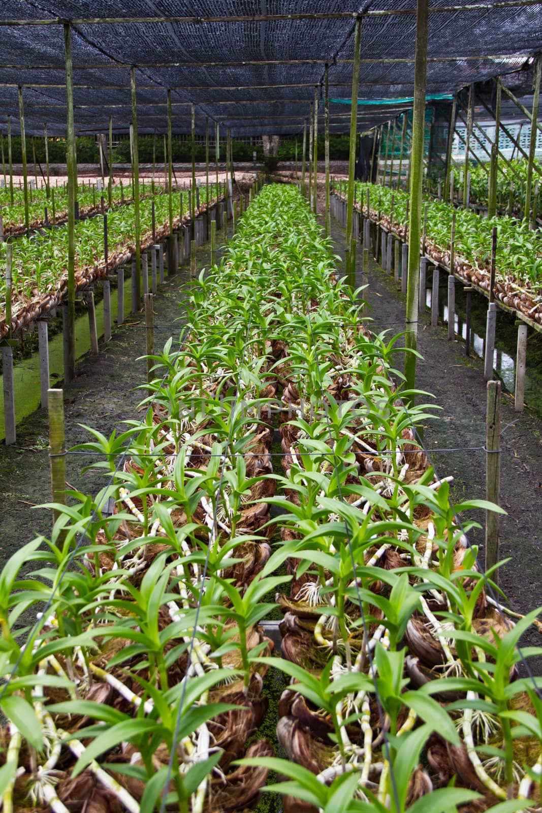 orchid farm by stockjiggo