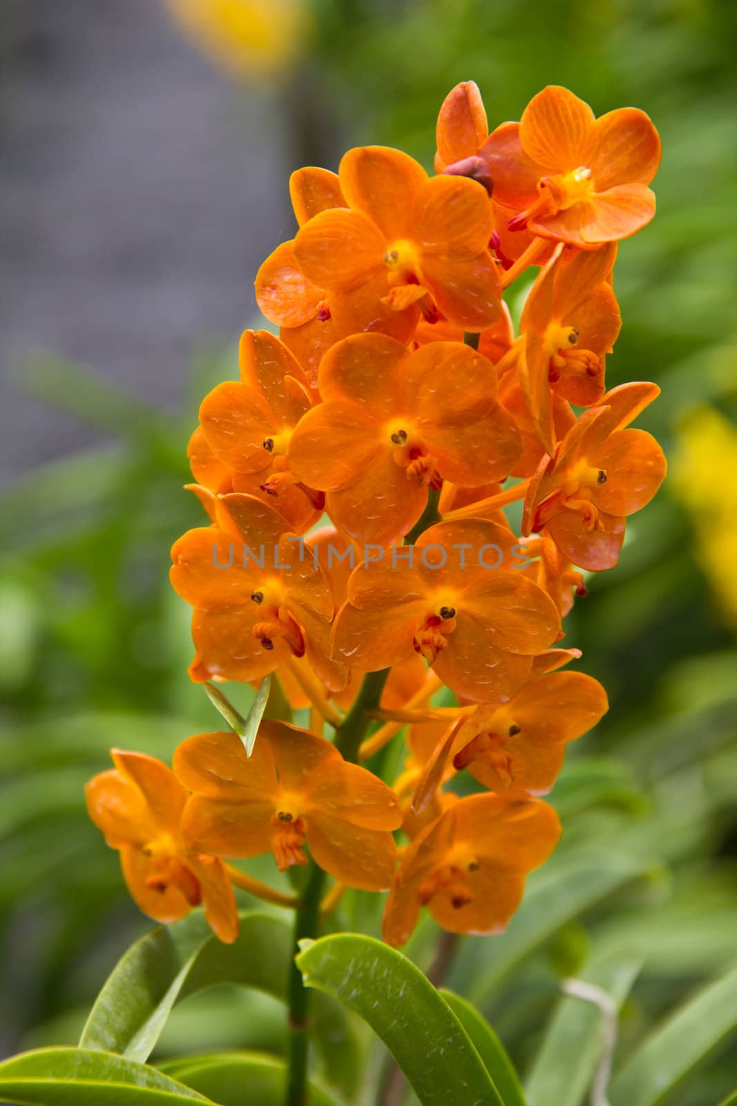 orchid in farm