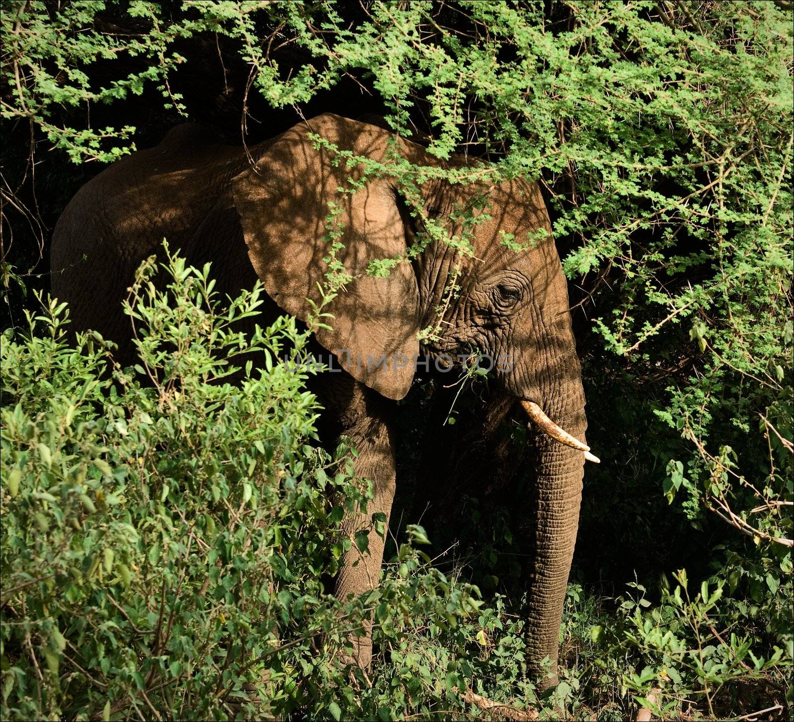 Elephant in bushes. by SURZ