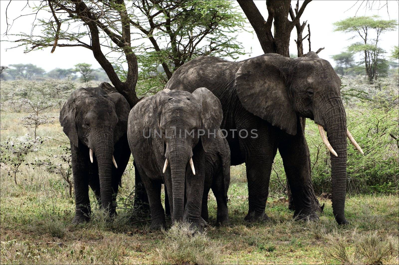 Elephants under a tree. The family of elephants costs under an acacia in the middle of the savanna which have burned out under the sun.