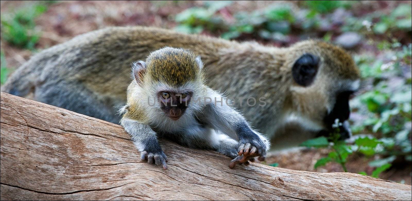 Vervet Monkey cub with mother. by SURZ