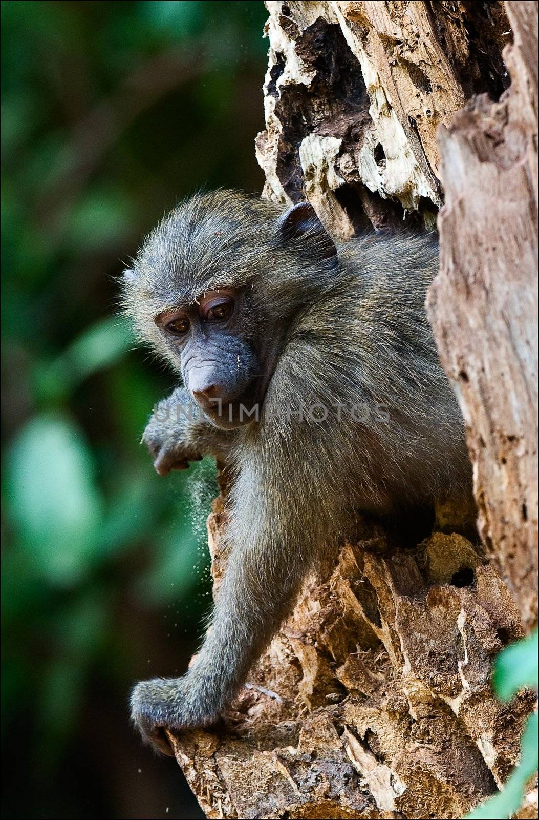 Infant Olive Baboon on the tree. by SURZ