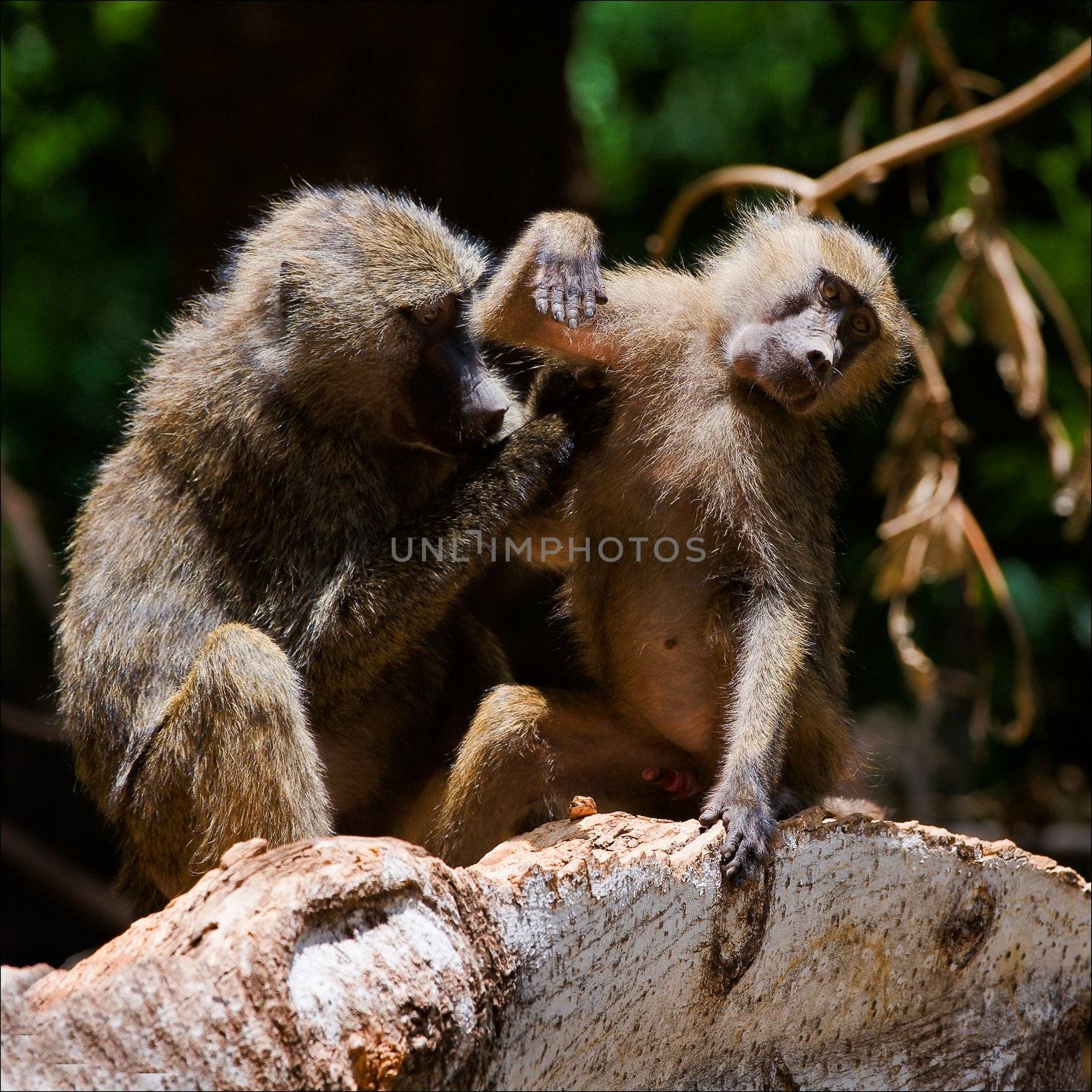 Procedures. The baboon cleans the neighbor, trying to discover and eating insects - parasites.