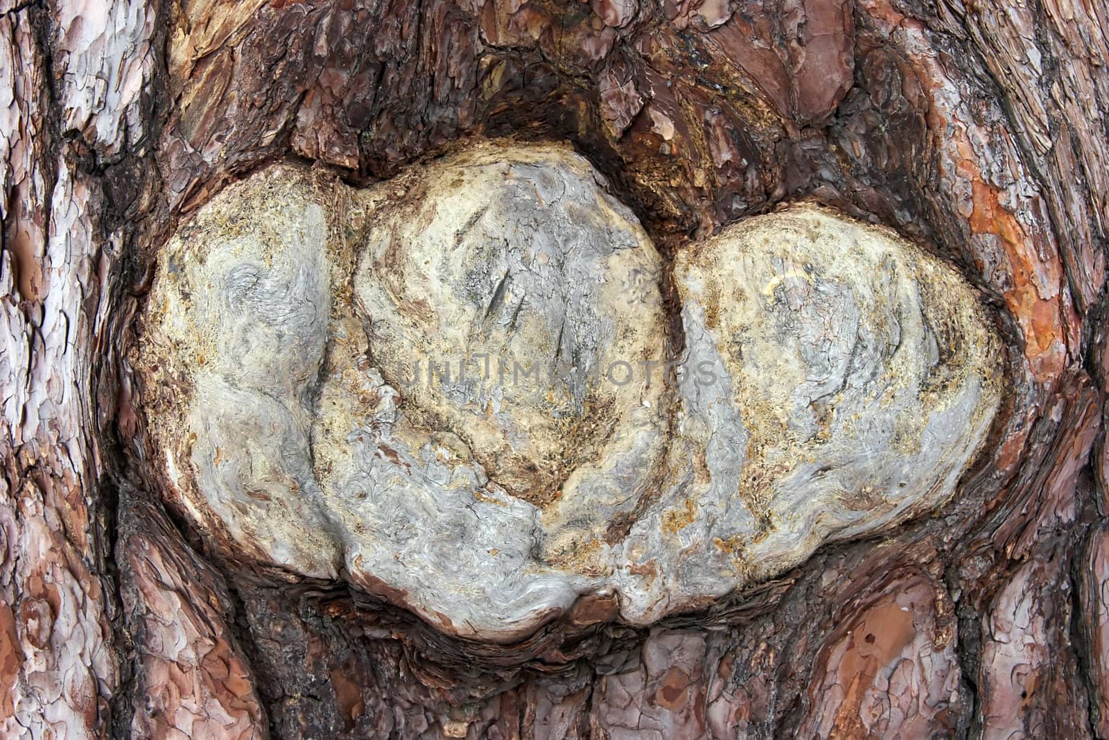 Pine tree trunk close-up with leftover of bark damage with unusual form