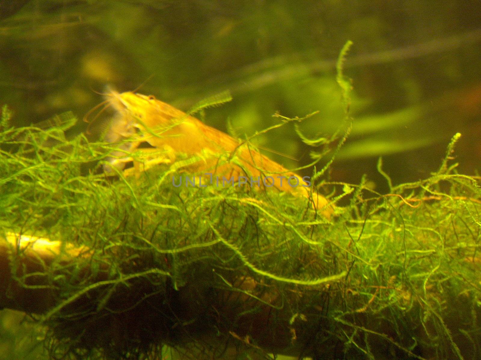 Shrimp sitting on a java moss eating.