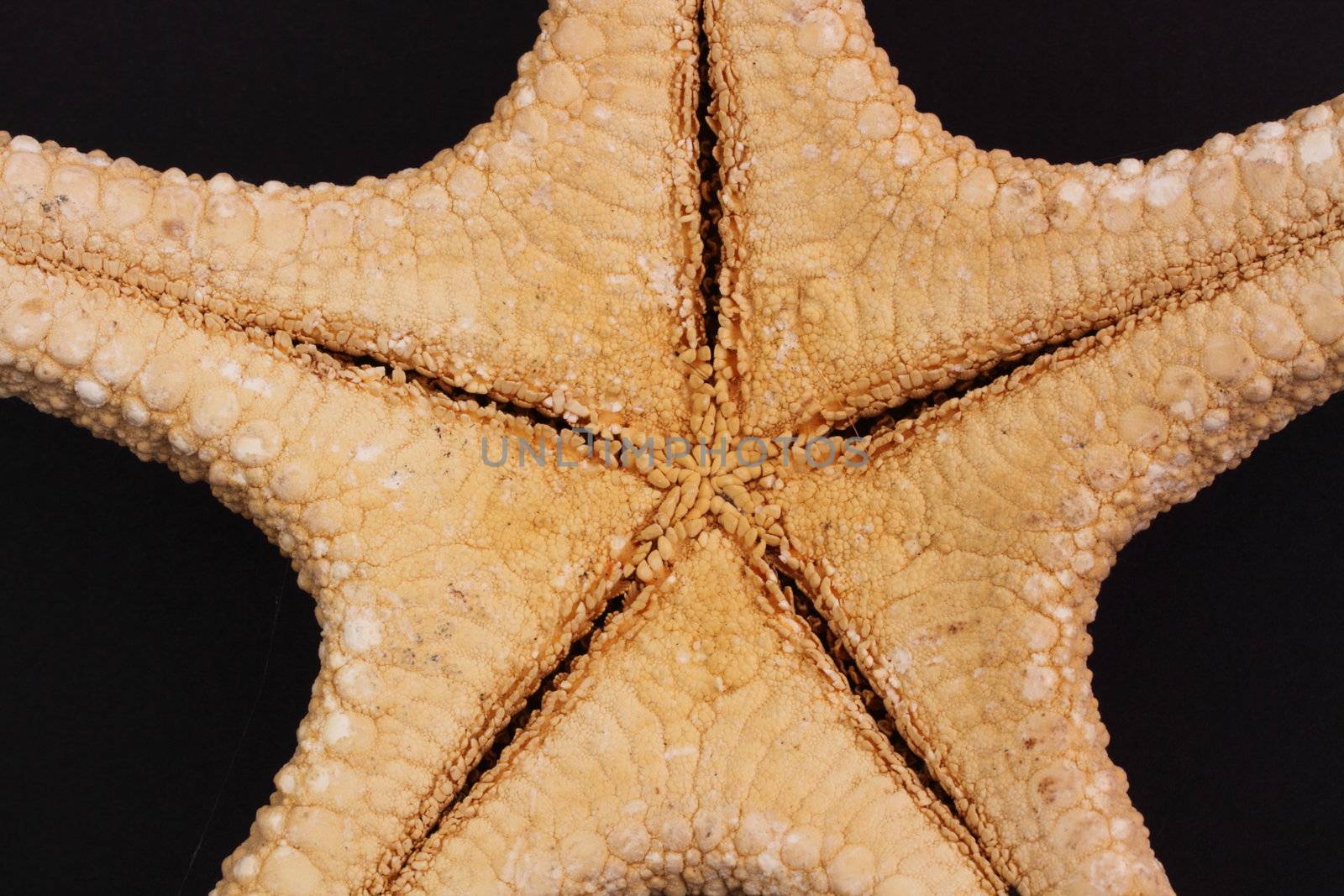 starfish