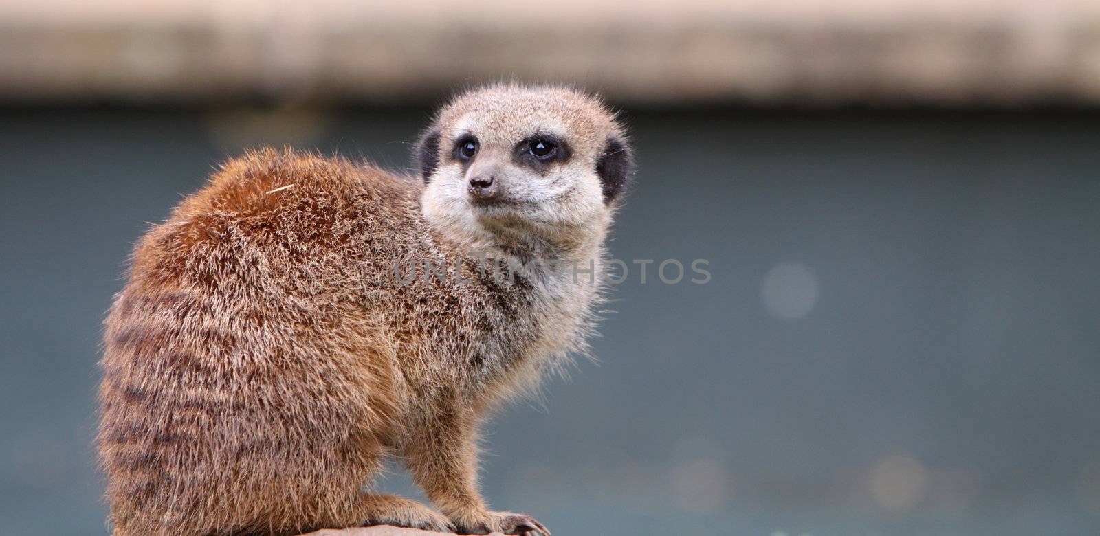 meerkat by mitzy