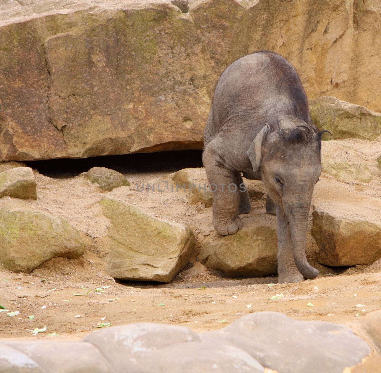baby elephant