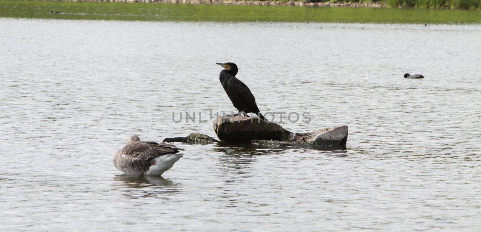 cormorant by mitzy