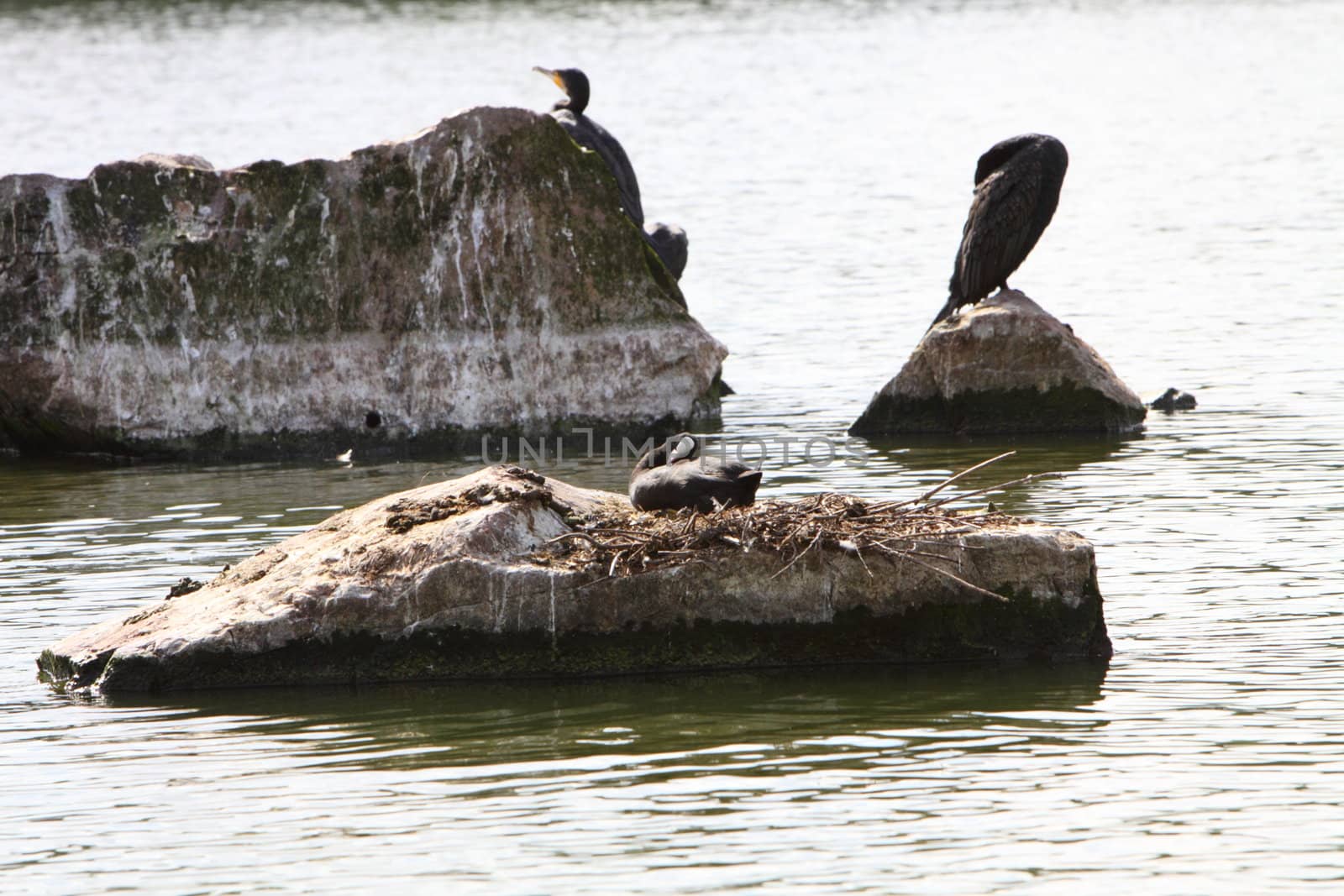 coot on a nest