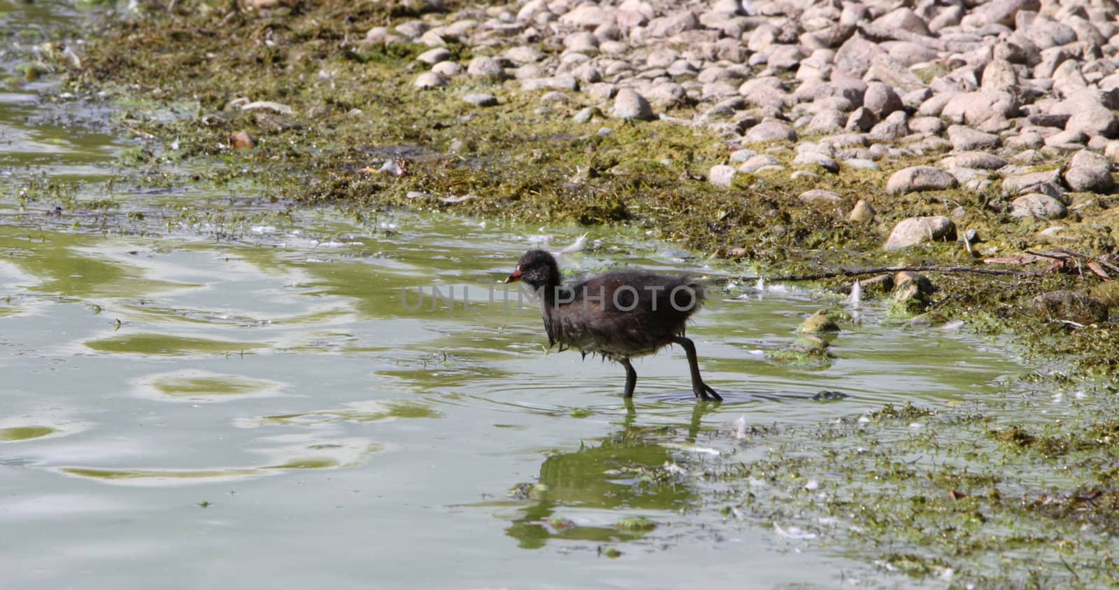 moorhen chick