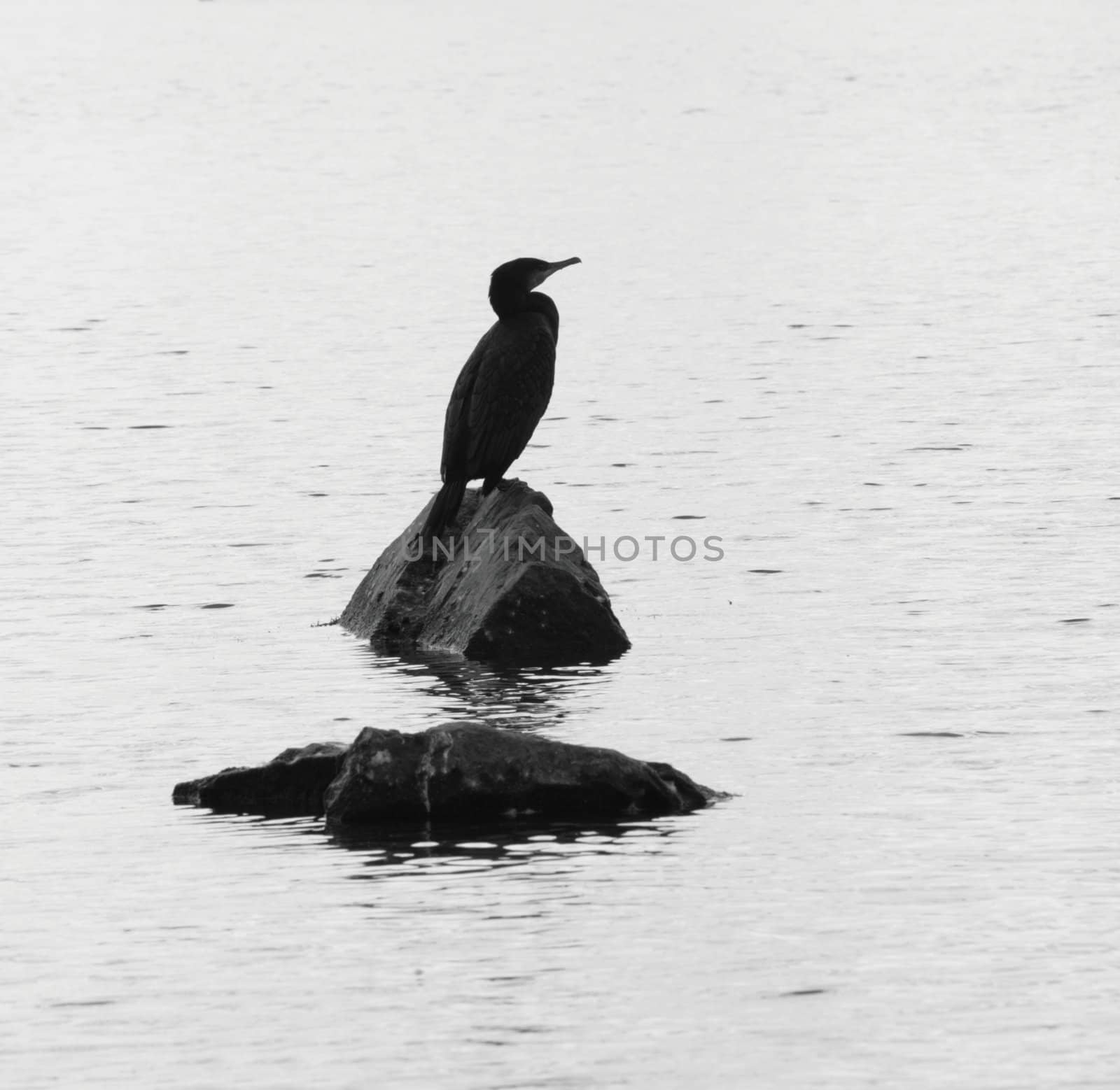 silhoutte of cormorant in balck and white