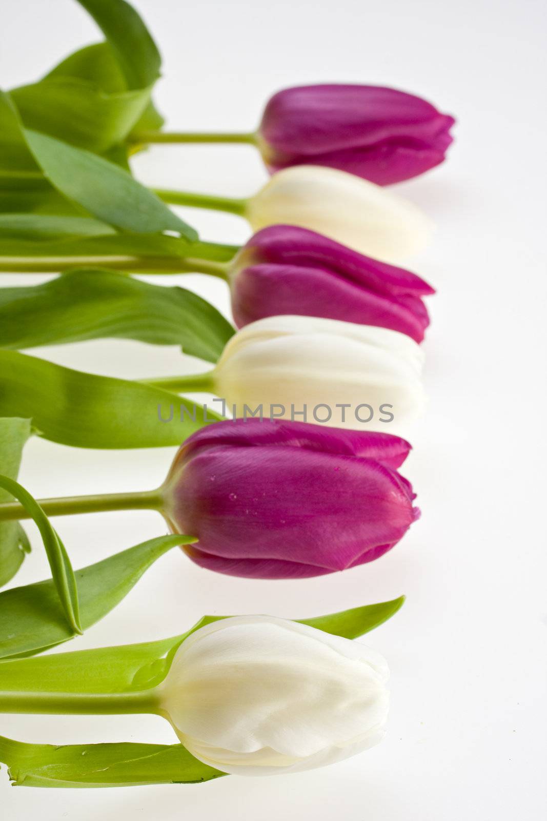 white and purple tulips isolated