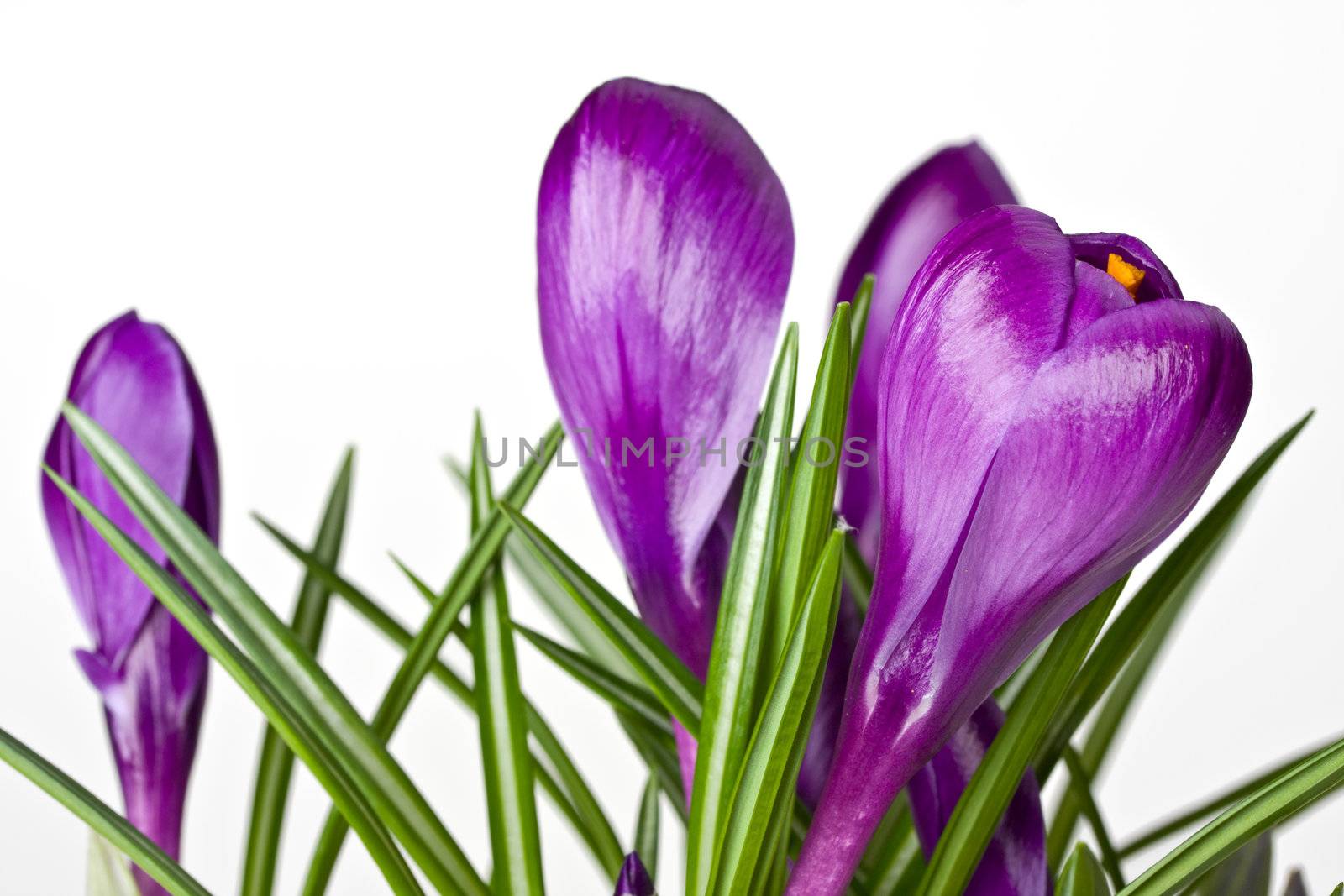 detail of purple crocus flowers by bernjuer