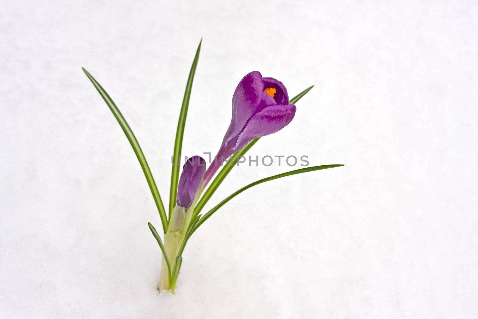 detail of a purple crocus flower in the snow by bernjuer