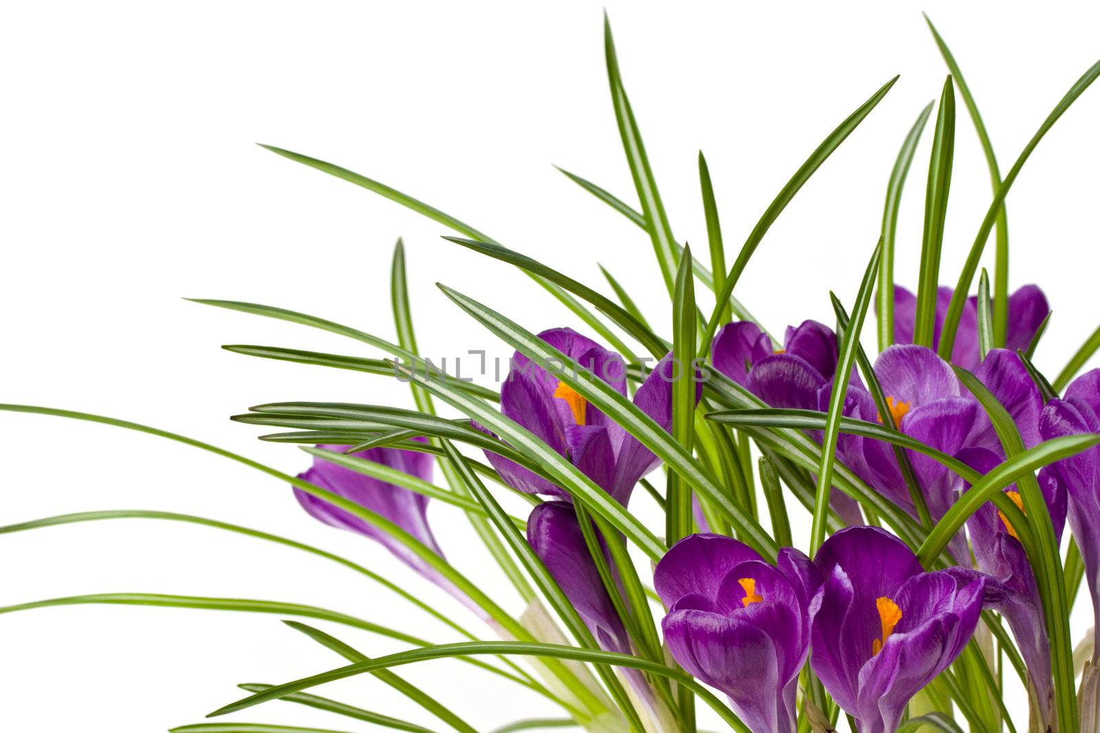 detail of purple crocus flowers by bernjuer