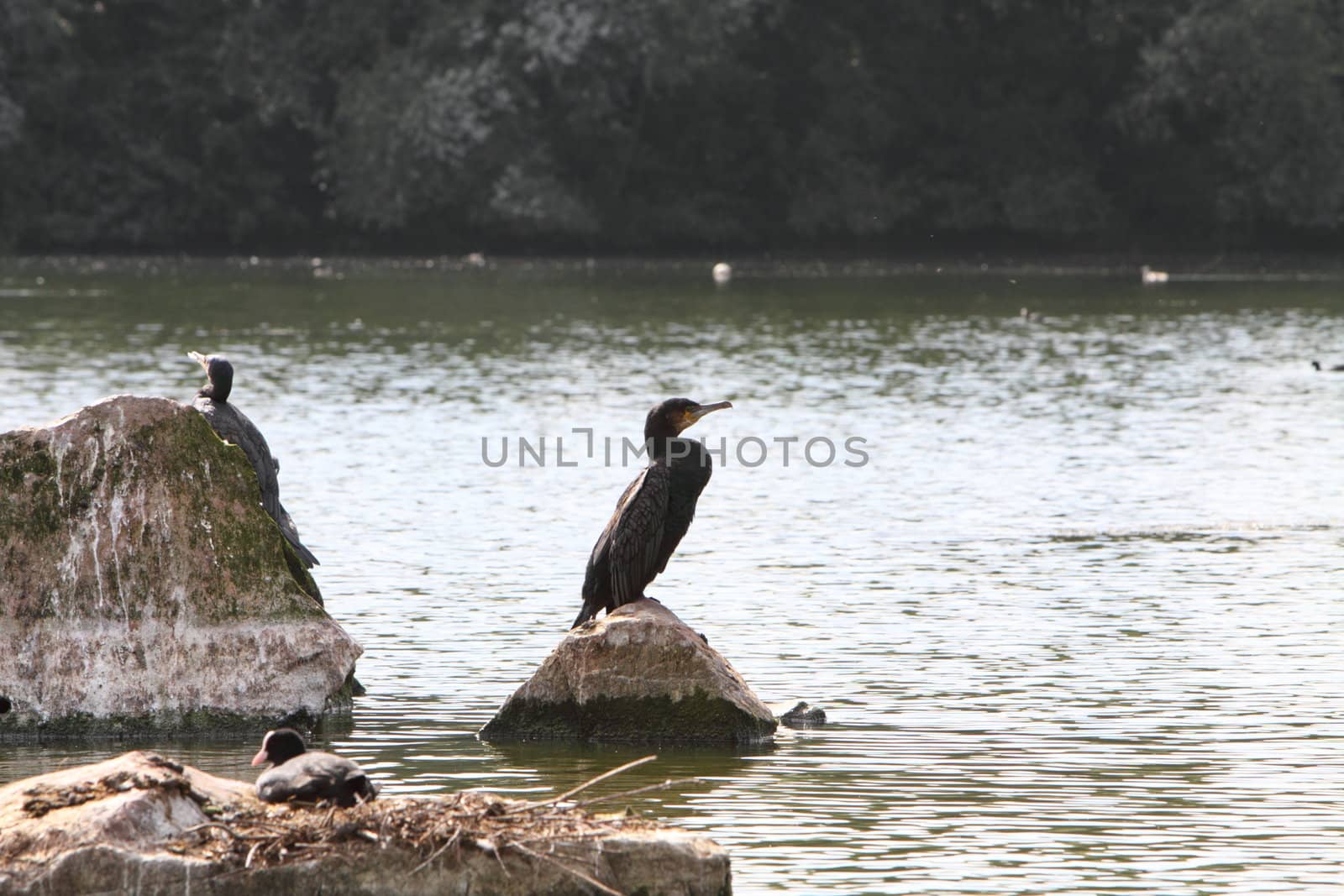 cormorant