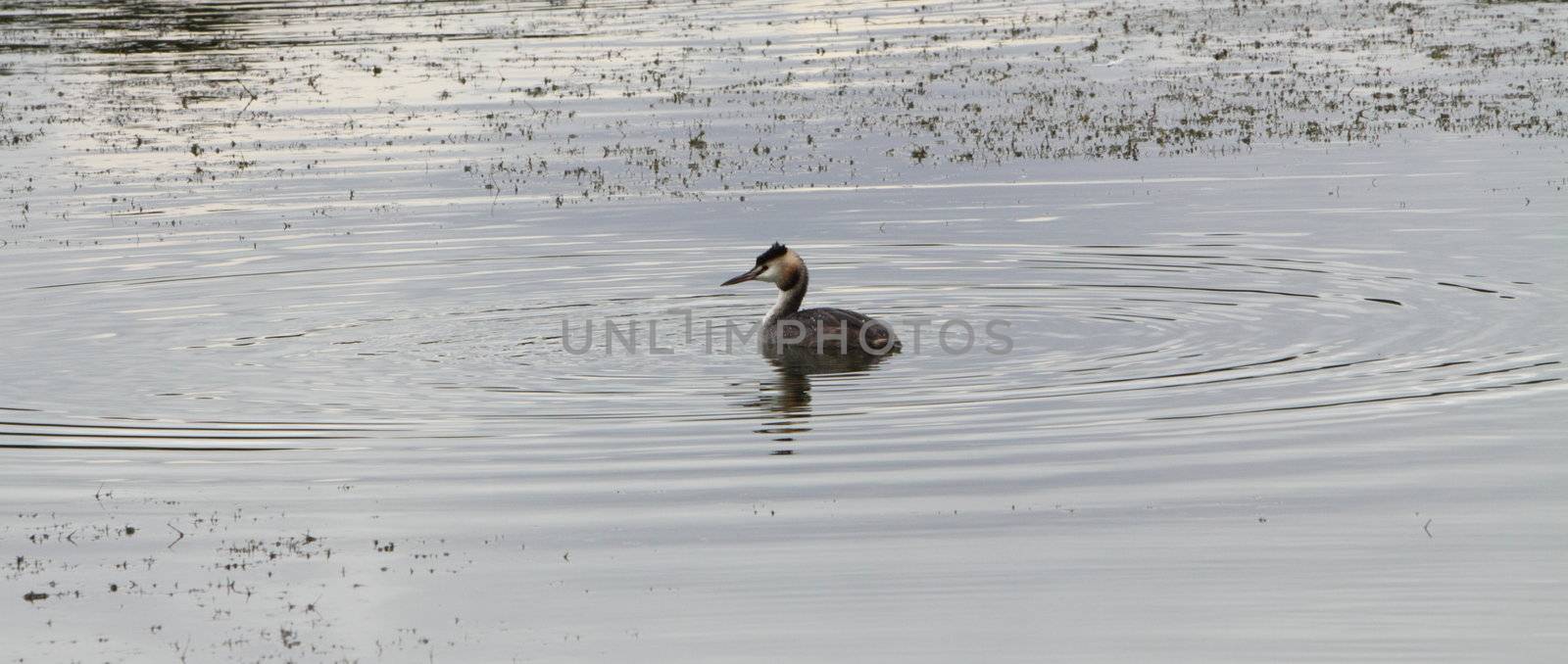 great crested grebe