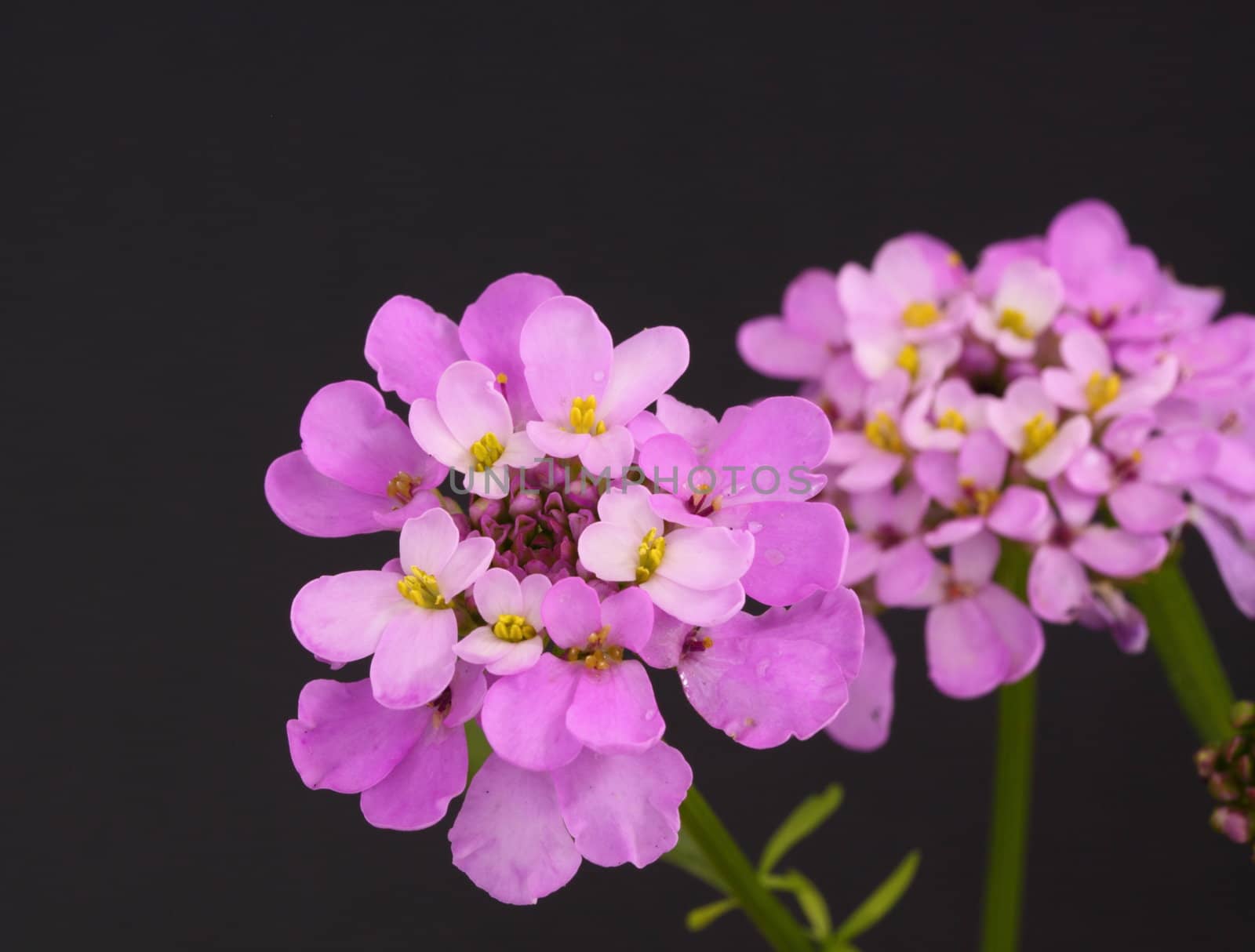 candytuft by mitzy